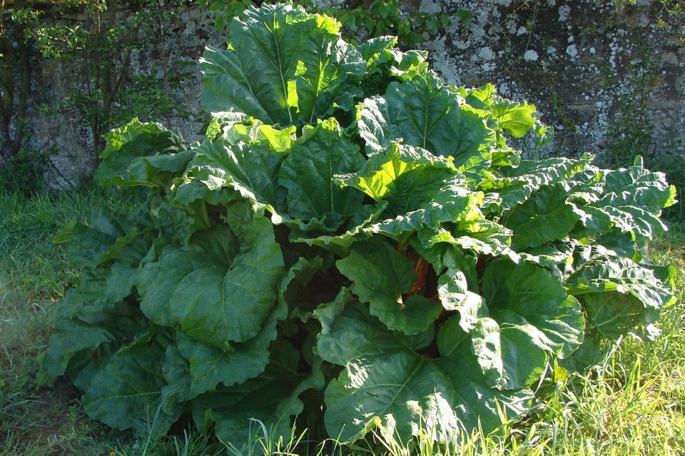 Rhabarber im Garten