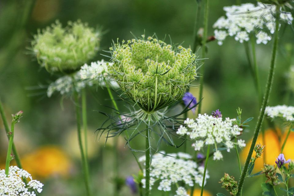 Blüten der Wilden Möhre