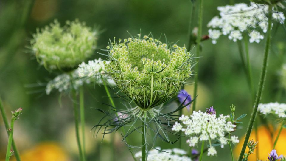 Blüten der Wilden Möhre Blüten der Wilden Möhre