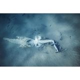 Als Aasfresser zersetzen Tigerhaie den Kadaver eines Buckelwals