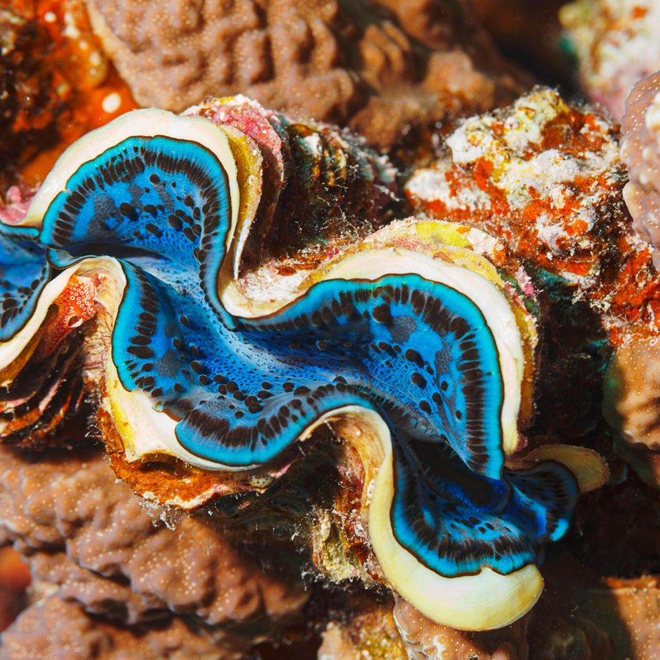 große blaue Muschel im Wasser
