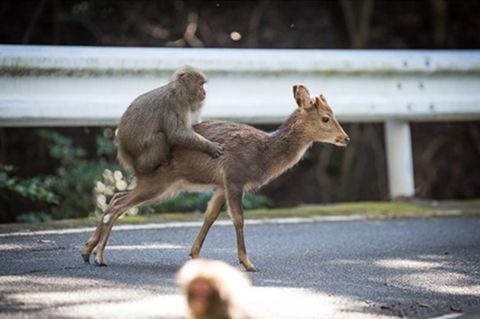 Interaktion zwischen Japanmakaken und Sikahirschen, Affe reitet auf Sika - Reh