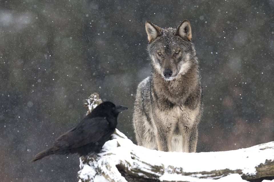 Europaeischer Grauwolff (Canis lupus lupus), steht im Schnee und beobachtet einen Raben Europaeischer Grauwolff (Canis lupus lupus), steht im Schnee und beobachtet einen Raben