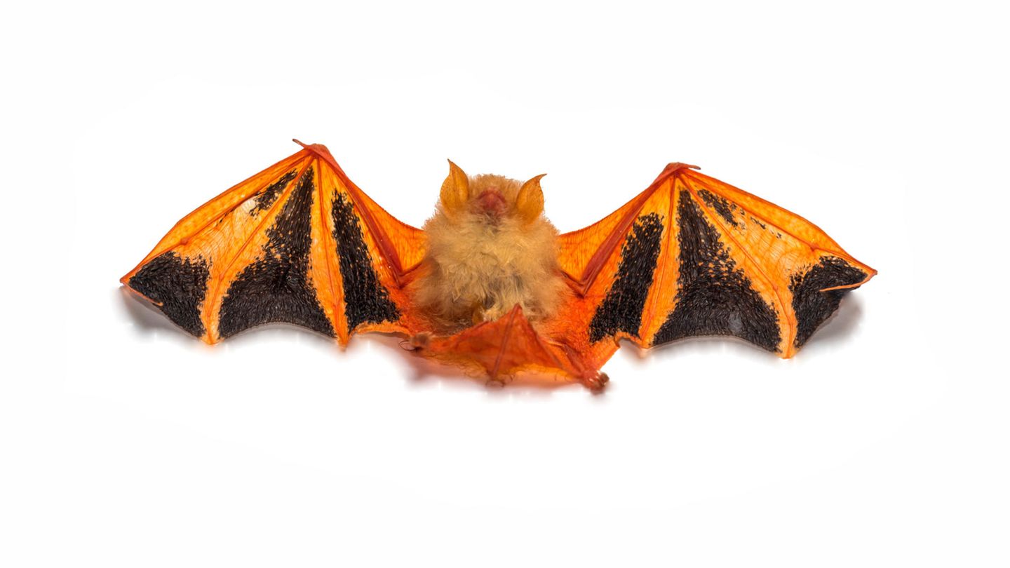 Eigentlich lebt Kerivoula picta versteckt in den Bananenstauden Asiens. Doch vor allem in den USA ist die Fledermaus auch als Wandschmuck beliebt