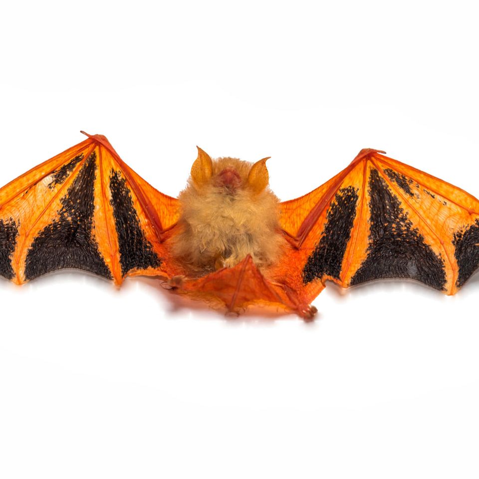 Eigentlich lebt Kerivoula picta versteckt in den Bananenstauden Asiens. Doch vor allem in den USA ist die Fledermaus auch als Wandschmuck beliebt