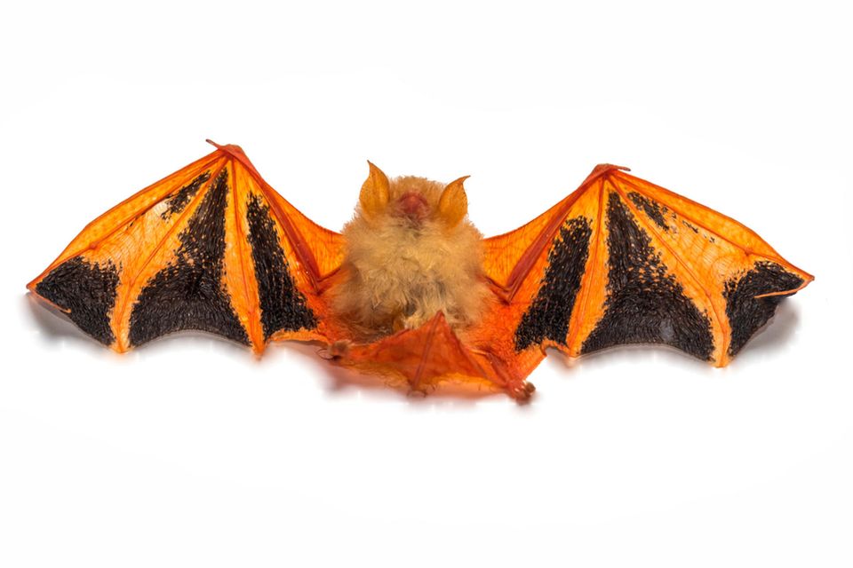 Eigentlich lebt Kerivoula picta versteckt in den Bananenstauden Asiens. Doch vor allem in den USA ist die Fledermaus auch als Wandschmuck beliebt 1.5802