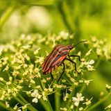 Streifenwanze auf Pflanze