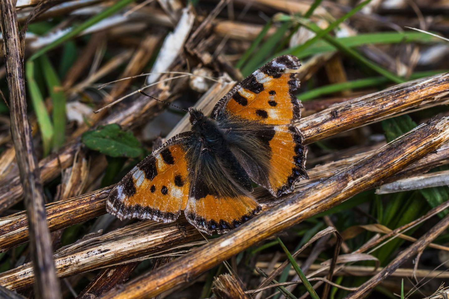 Großer Fuchs