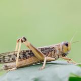 Europäische Wanderheuschrecke