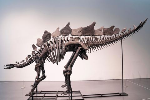 "Unglaublich gut erhalten" sei das Stegosaurus-Skelett, sagt das Auktionshaus Sotheby's