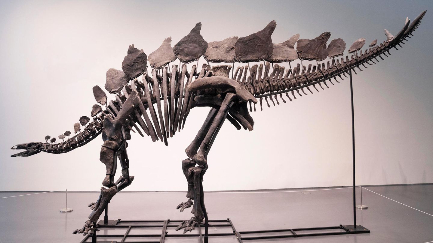 "Unglaublich gut erhalten" sei das Stegosaurus-Skelett, sagt das Auktionshaus Sotheby's