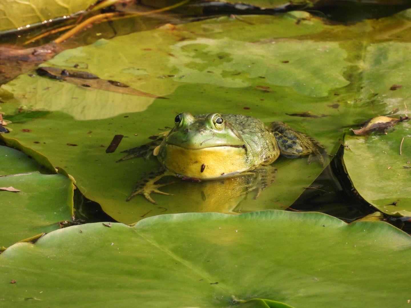 Ochsenfrosch