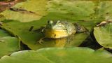 Ochsenfrosch
