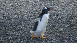 ein Eselspinguin läuft