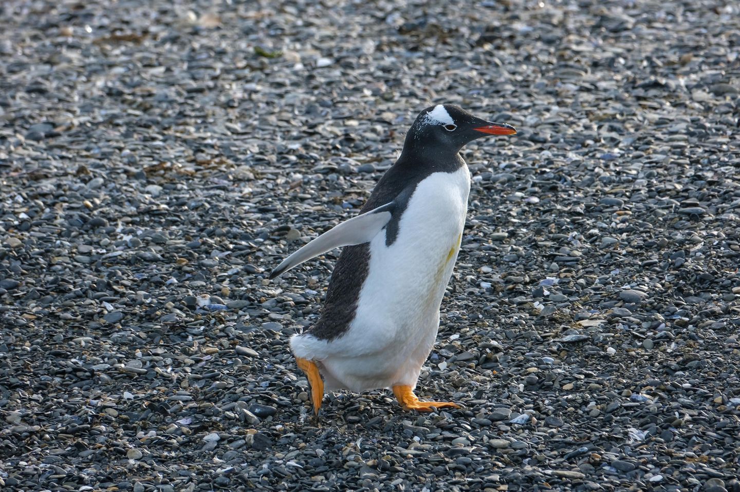 ein Eselspinguin läuft
