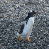 ein Eselspinguin läuft