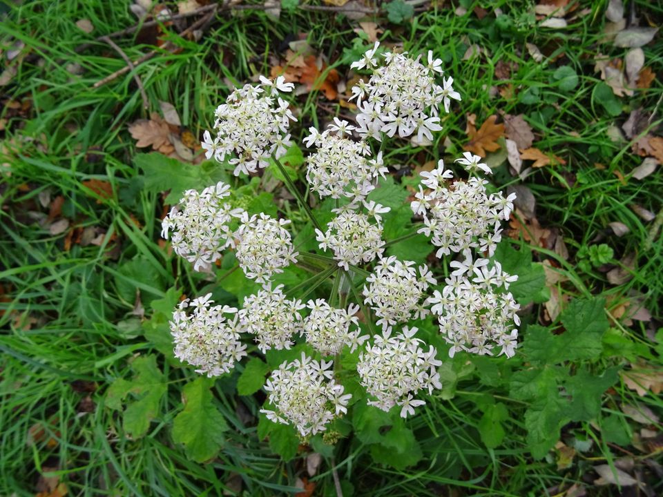 Meadow Hogweed