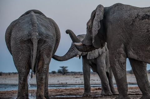 Drei Elefantenmännchen begrüßen sich am Mushara-Wasserloch in Namibia