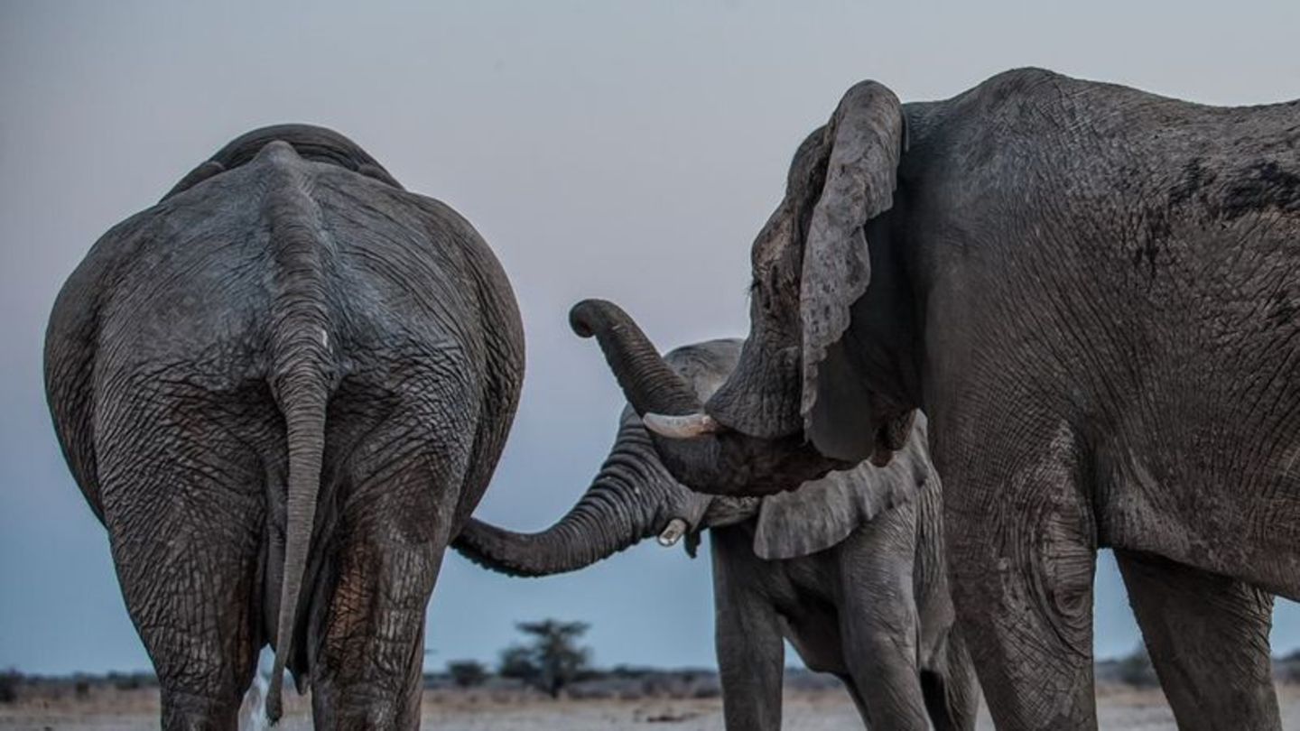 Drei Elefantenmännchen begrüßen sich am Mushara-Wasserloch in Namibia