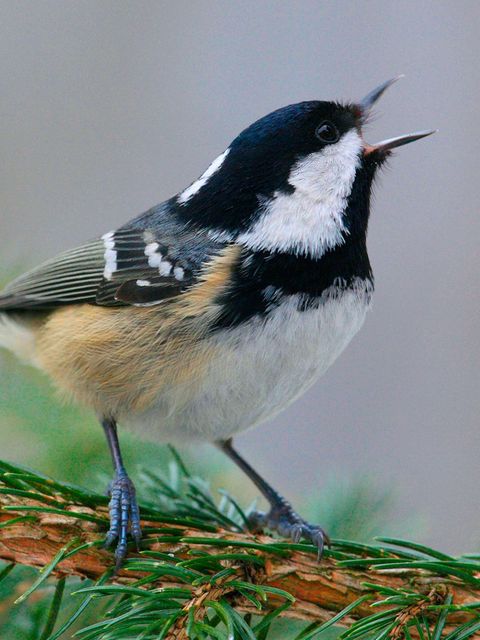 Kohlmeise zwitschert auf einem Ast