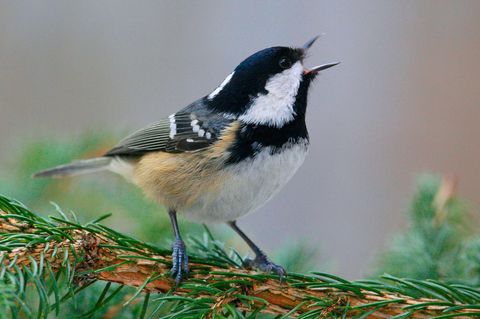 Kohlmeise zwitschert auf einem Ast