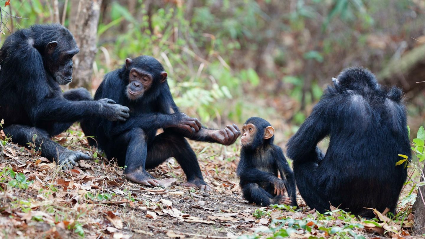 Verhalten-Affen-kommunizieren-mit-Gesten-so-schnell-wie-Menschen-sprechen