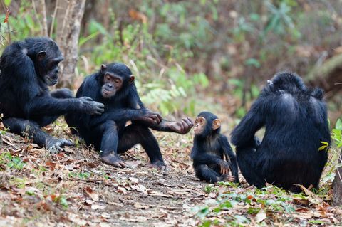 Angeregte Unterhaltung mit Gesten: Schimpansen im Mahale Mountains Nationalpark, Tansania