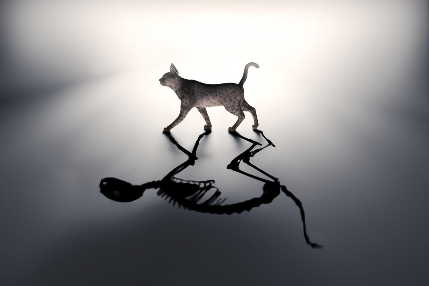 Warum nehmen wir nicht das seltsame Verhalten der Quanten wahr? Schrödingers Katze