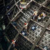 Unter all den bekannten Bausteinen der Natur sind die Neutrinos die am wenigsten verstandenen. Kein Wunder, entwischen sie doch fast allen Messgeräten. In diesem Augenblick, während Sie das lesen, fliegen Abermilliarden Neutrinos durch Ihren Körper, doch merken Sie davon nichts, da die Neutrinos fast nie mit Atomen zusammenstoßen.   Das wenige allerdings, was von Neutrinos bekannt ist, ist seltsam. Es existieren drei Arten, und ständig wechselt ein Neutrino seine Identität zwischen ihnen. Entgegen der Erwartung besitzen sie eine Masse, die aber winzig ist, kleiner als ein Milliardstel der Masse eines Protons.   Besonders kurios: In der Quantenphysik können Elementarteilchen – salopp gesagt – "Rechtshänder" oder "Linkshänder" sein. Die Neutrinos sind aber fast ausnahmslos "Linkshänder". Für Neutrinos gelten offenbar einige Sonderregeln, die für andere Materie nicht gelten. Mit spektakulären Experimenten wollen Forschende herausfinden, warum – in der Hoffnung, dass die Neutrinos uns den Weg zu bislang unbekannter Physik weisen.     ⇒ Unser Podcast-Tipp zu Neutrinos