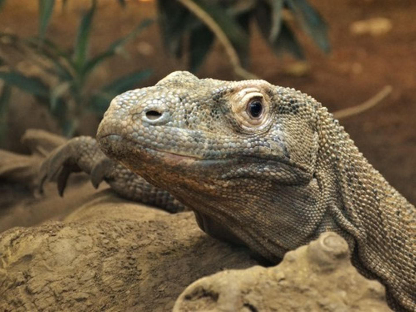 Komodowaran Komodowaran