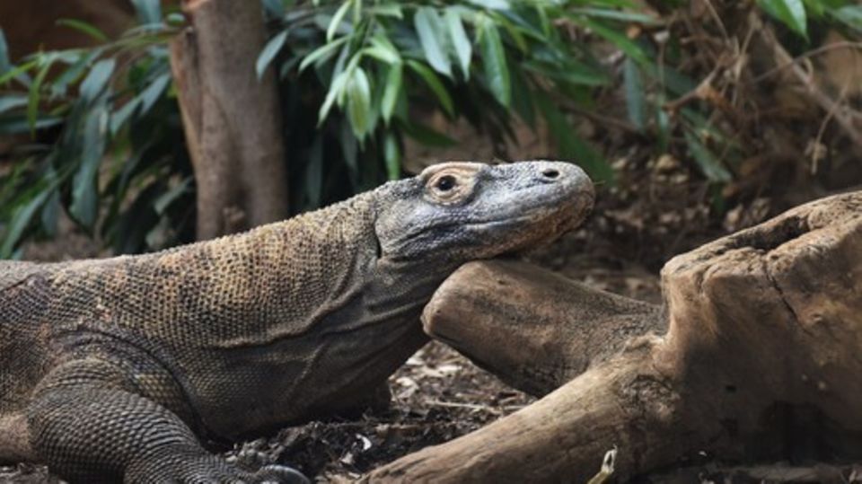 Aufschlussreiche Entdeckung: Wundersames Reptil: Die besondere Beschichtung der Zähne  sorgt dafür, dass die gezackten Kanten rasiermesserscharf und robust bleiben Wundersames Reptil: Die besondere Beschichtung der Zähne  sorgt dafür, dass die gezackten Kanten rasiermesserscharf und robust bleiben