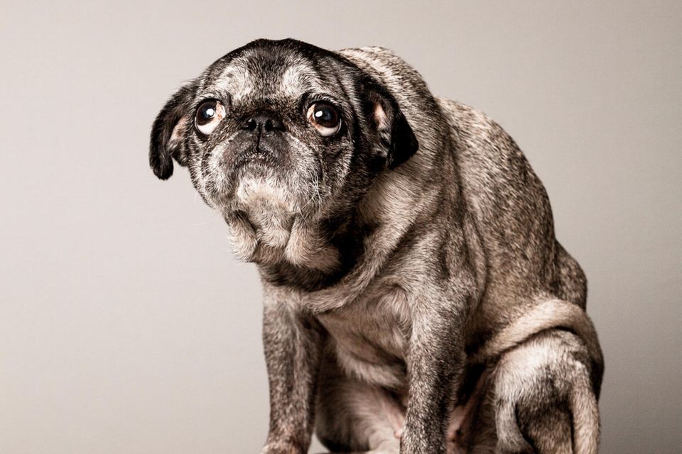 Hund schaut pessimistisch 0.6665