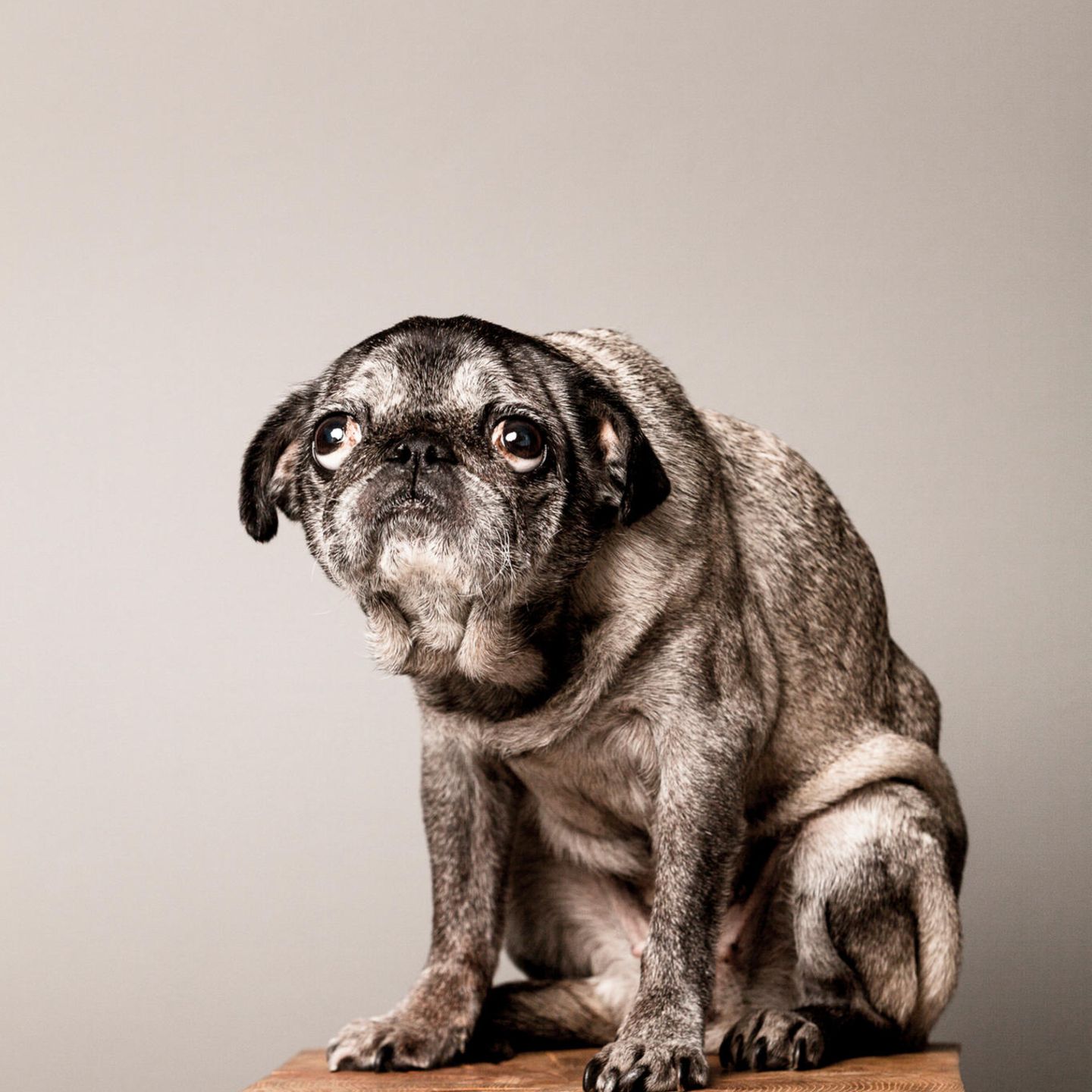 Hund schaut pessimistisch