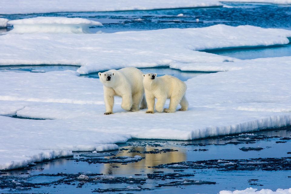 zwei Eisbären auf Eisscholle von Wasser umgeben