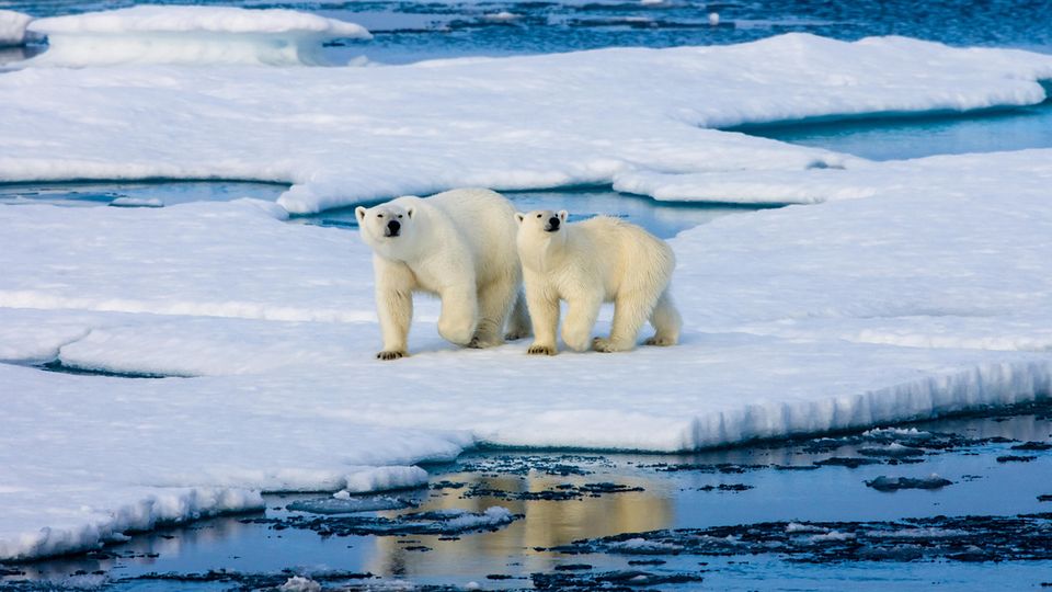 zwei Eisbären auf Eisscholle von Wasser umgeben