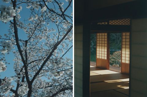 Kirschblüten und Licht-Schattenspiel in einem zeremoniellen Teehaus