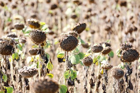 Sonnenblumenfeld mit vertrockenten Blumen in Nahaufnahme