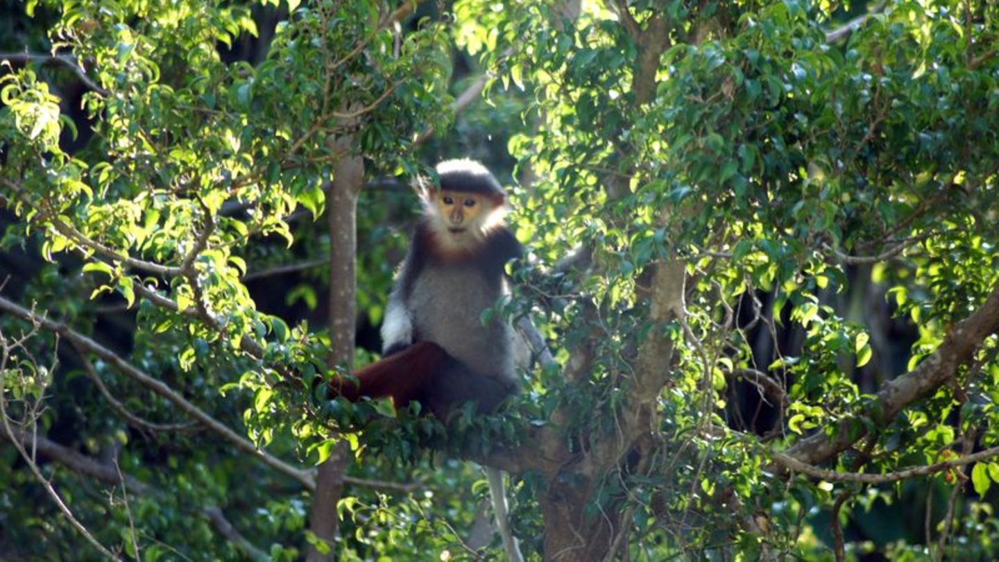 Schutz-skurriler-Tierarten-Umweltsch-tzer-feiern-neuen-Xesap-Nationalpark-in-Laos