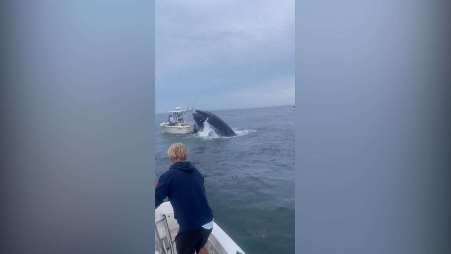 New-Hampshire-Ich-sehe-das-als-Unfall-Buckelwal-kracht-auf-Fischerboot