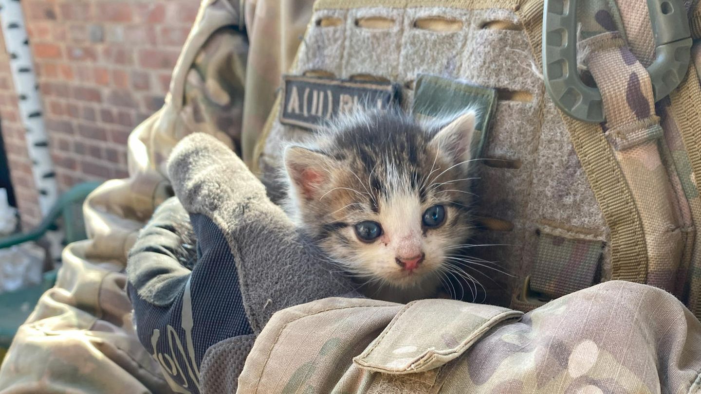 Awdijiwka im Osten der Ukraine, März 2024: Wenn es die Lage zulässt, retten auch ukrainische Soldatinnen und Soldaten Tiere, die sie in den Trümmern von Häusern finden