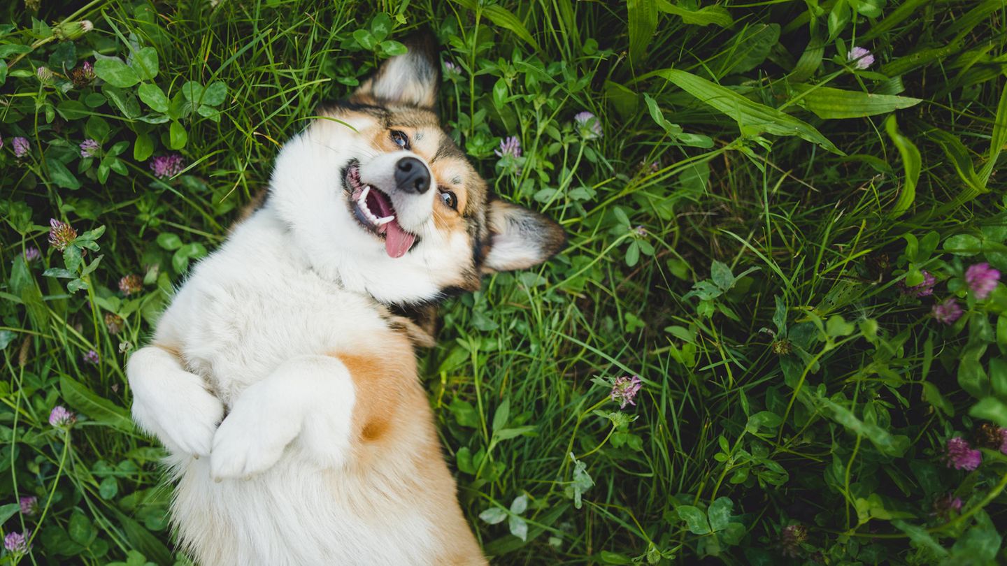 Auf dem Rücken liegender Corgi Pembroke Hund im Gras.
