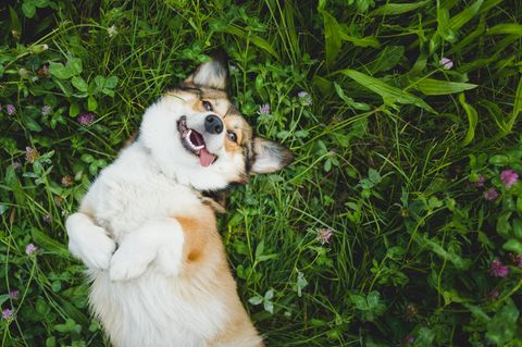 Auf dem Rücken liegender Corgi Pembroke Hund im Gras.