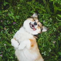 Auf dem Rücken liegender Corgi Pembroke Hund im Gras.