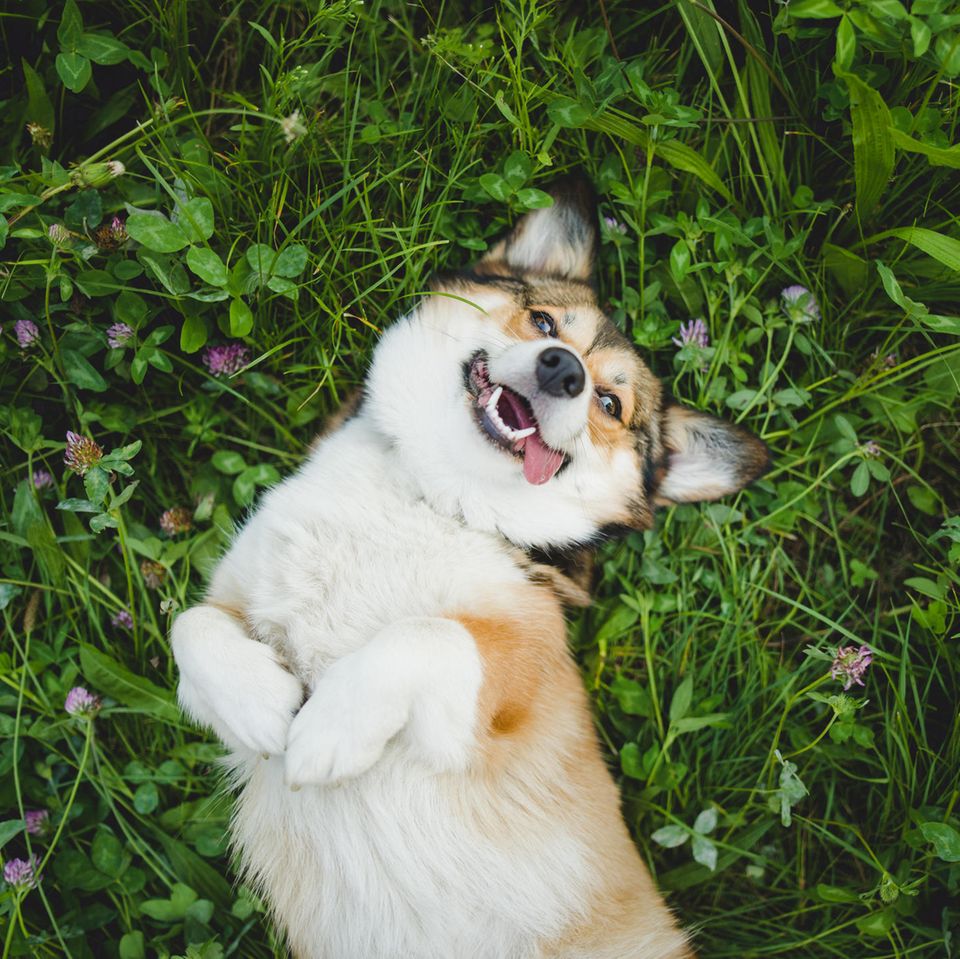 Auf dem Rücken liegender Corgi Pembroke Hund im Gras.