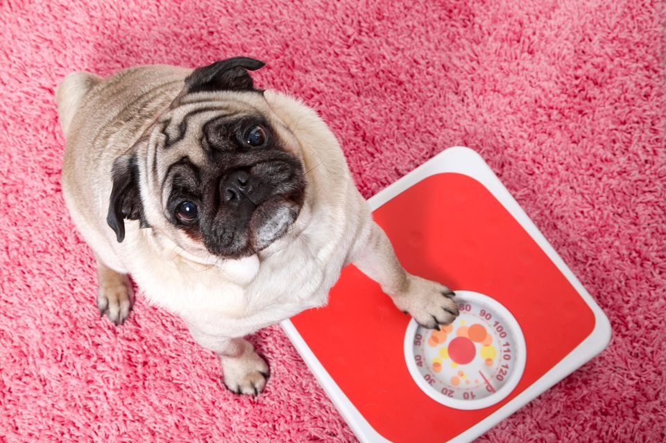 Ein Mops mit seiner Pfote auf einer Waage von oben fotografiert. Ein Mops mit seiner Pfote auf einer Waage von oben fotografiert.
