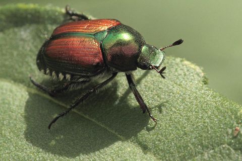 Japankäfer auf Blatt