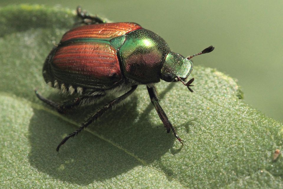 Japankäfer auf Blatt