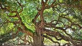 die wirklich große Angel Oak Tree, deren Äste ein Muster bilden
