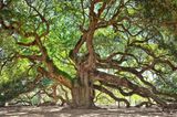 die wirklich große Angel Oak Tree, deren Äste ein Muster bilden