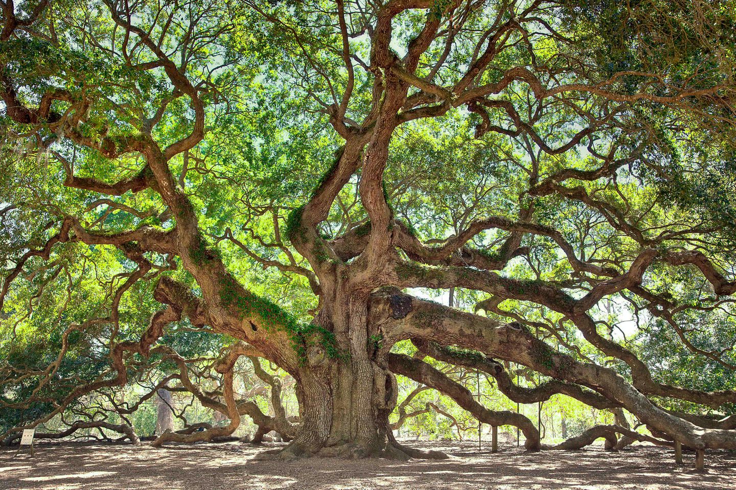 Angel Oak Tree: Baum mit 500 Jahren Geschichte die wirklich große Angel Oak Tree, deren Äste ein Muster bilden
